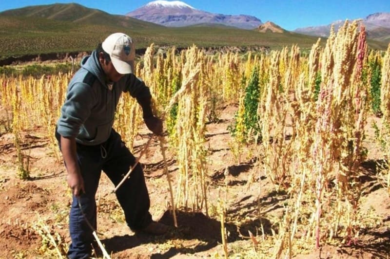 La quinua puneña perdió mercado frente al ingreso informal boliviano