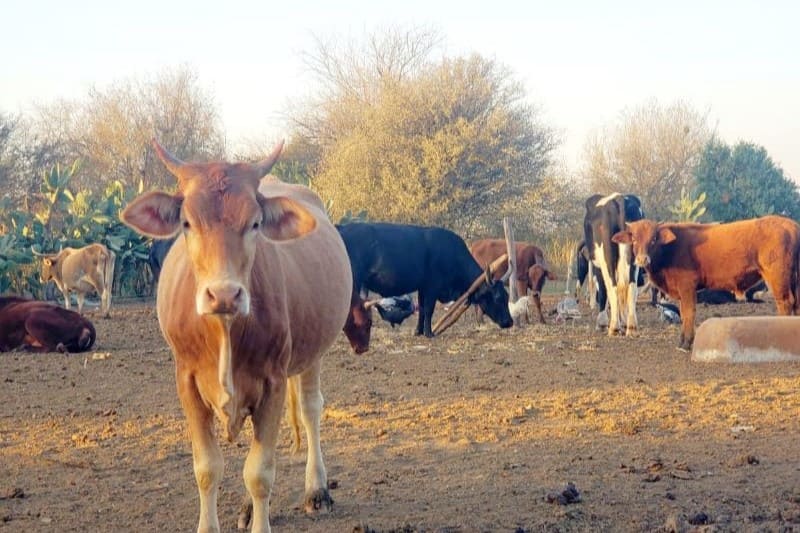 Mantienen carnicerías rurales pese a la crisis económica