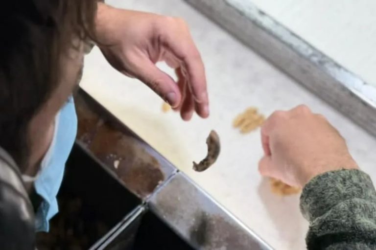 Procesan mil kilos diarios de nueces patagónicas