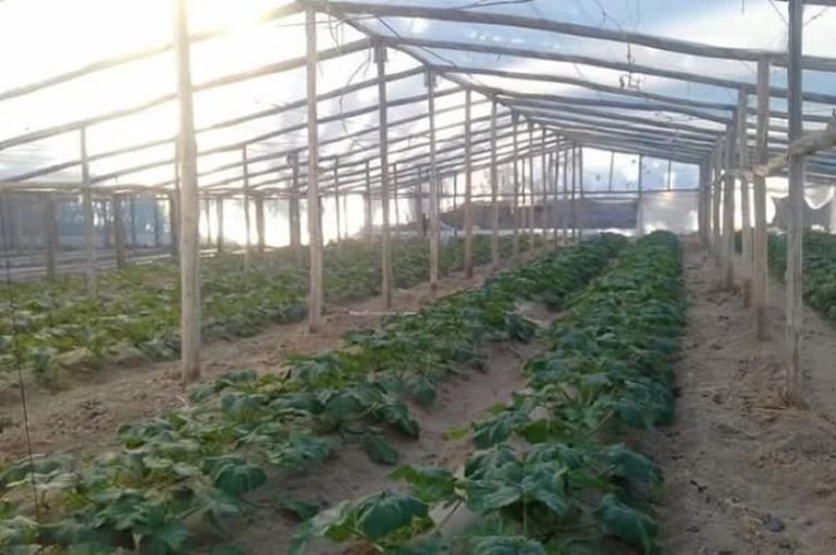 Siete invernaderos sostienen cultivos durante el invierno sanjuanino