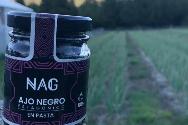 Amplían la siembra para aumentar la producción de ajo negro