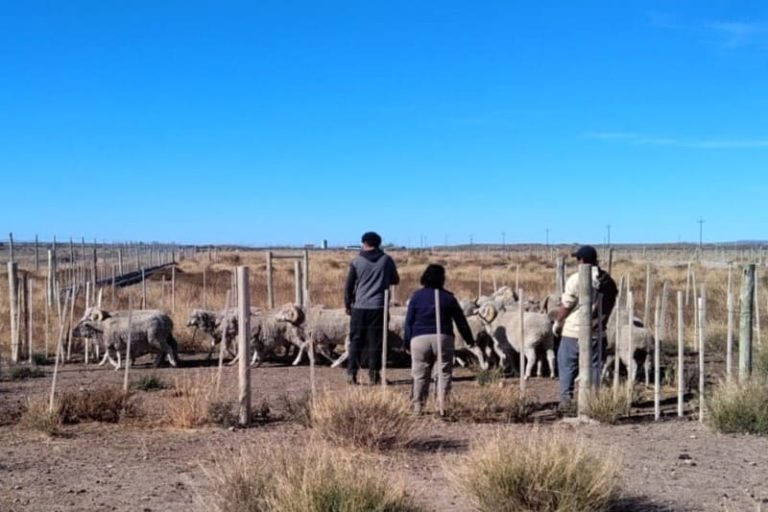 Colocan a la carne ovina como una nueva alternativa comercial