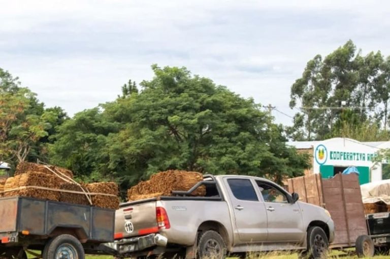 Concentran el acopio de tabaco para fortalecer la comercialización 1