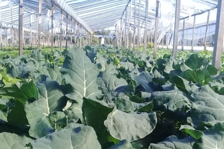 Cultivan más de 60 variedades con manejo agroecológico