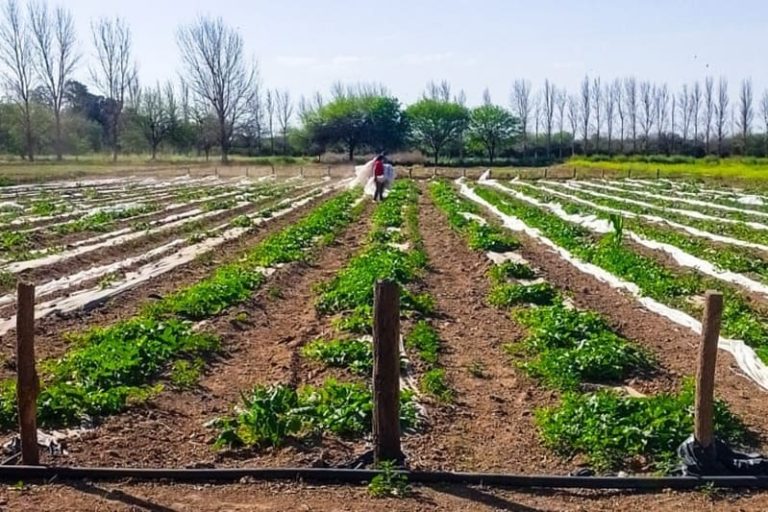El riego por goteo evita los fertilizantes químicos