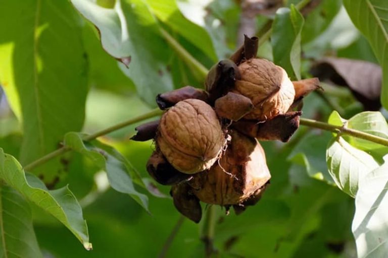Gestionan logística y documentación para productores de frutos secos