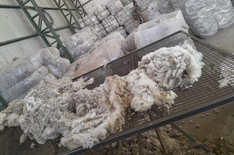Las nevadas mejoraron las expectativas para la producción ovina