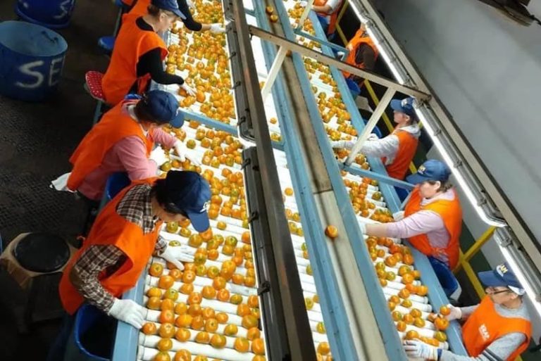 Procesarán más de 7300 toneladas de cítricos en la zafra 2026