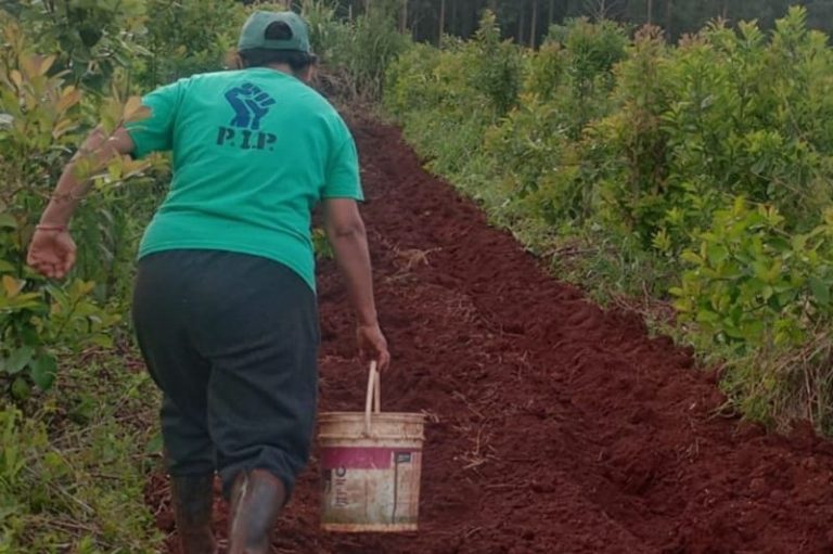 Conquistaron tierras y diversificaron la producción familiar