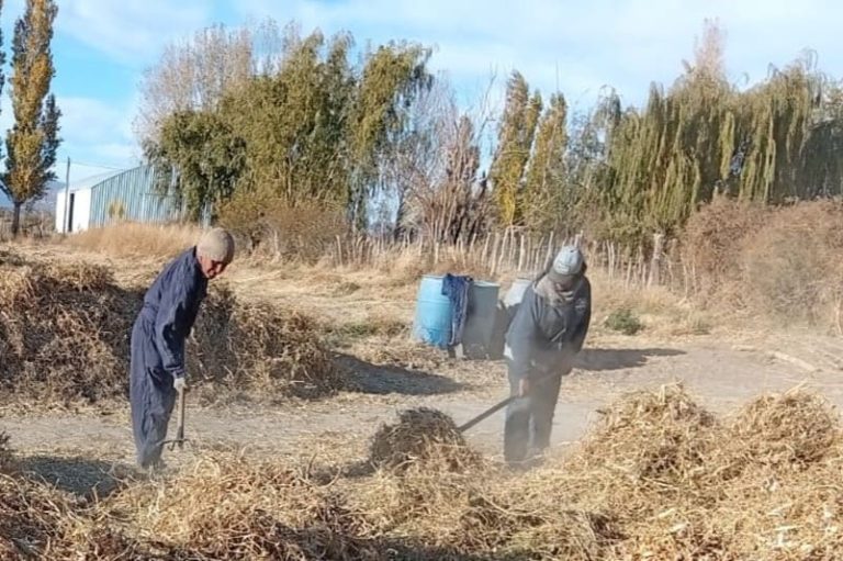 Preparan quinoa para sumar una alternativa al esquema productivo
