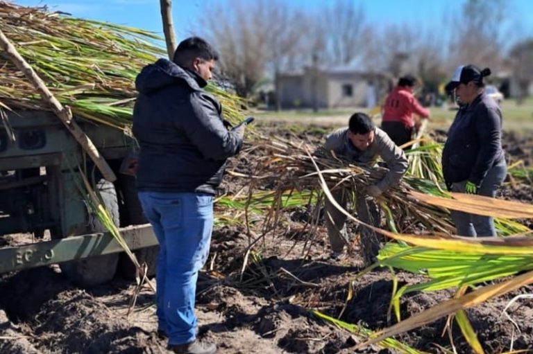 Retoman la producción de azúcar mascabo y miel de caña tras la sequía
