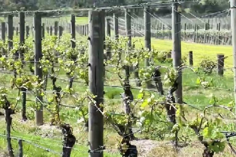 Analizan nuevos productos ante la caída del consumo de vino