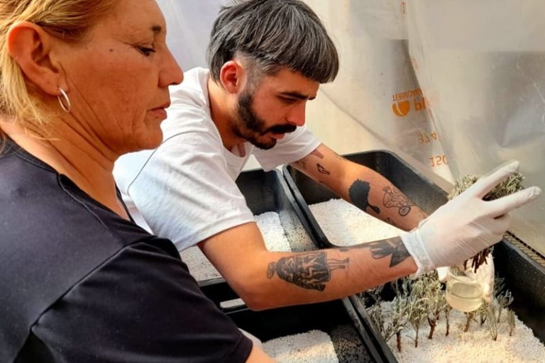 Aprovechan toda la planta durante la destilación de peperina