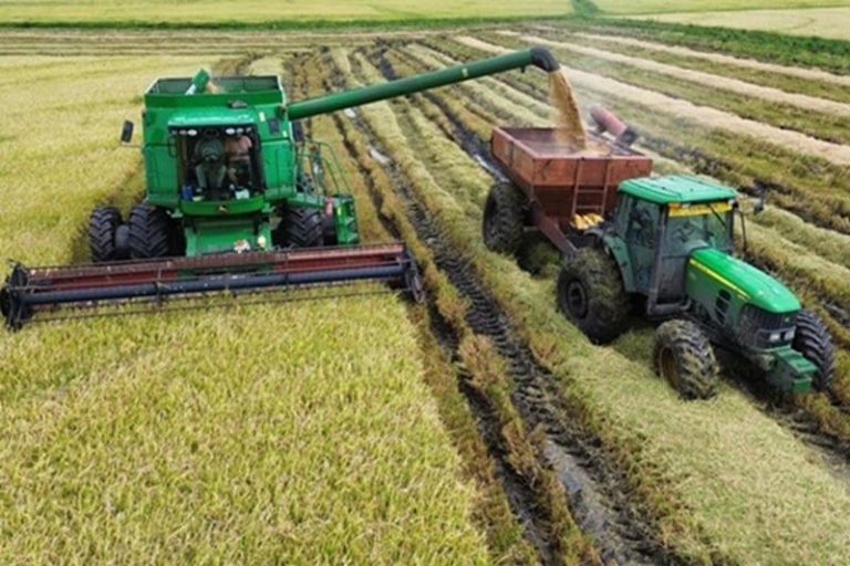 El arroz entrerriano perdió superficie y volumen de producción