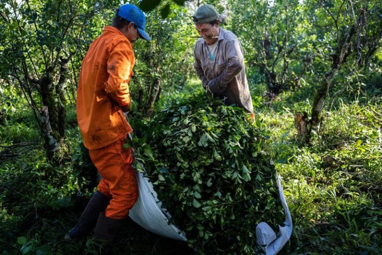 La producción yerbatera atraviesa otro período crítico