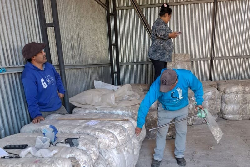Reúnen 50.000 kilos de lana para vender en conjunto