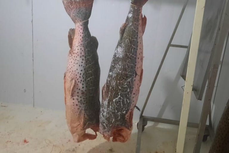 Costos de impuestos y fletes encarecen el traslado del pescado