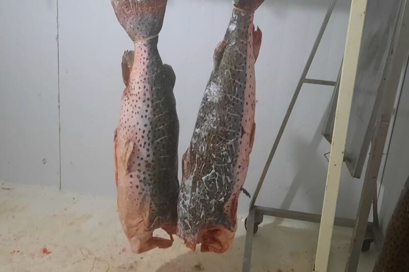 Costos de impuestos y fletes encarecen el traslado del pescado