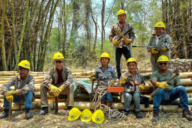 Procesan bambú de las Yungas para la construcción sostenible