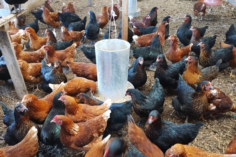 Un estándar unificará la presentación de los huevos