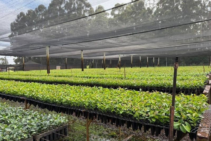 Fortalecen capacidad de estacionamiento para garantizar calidad de yerba